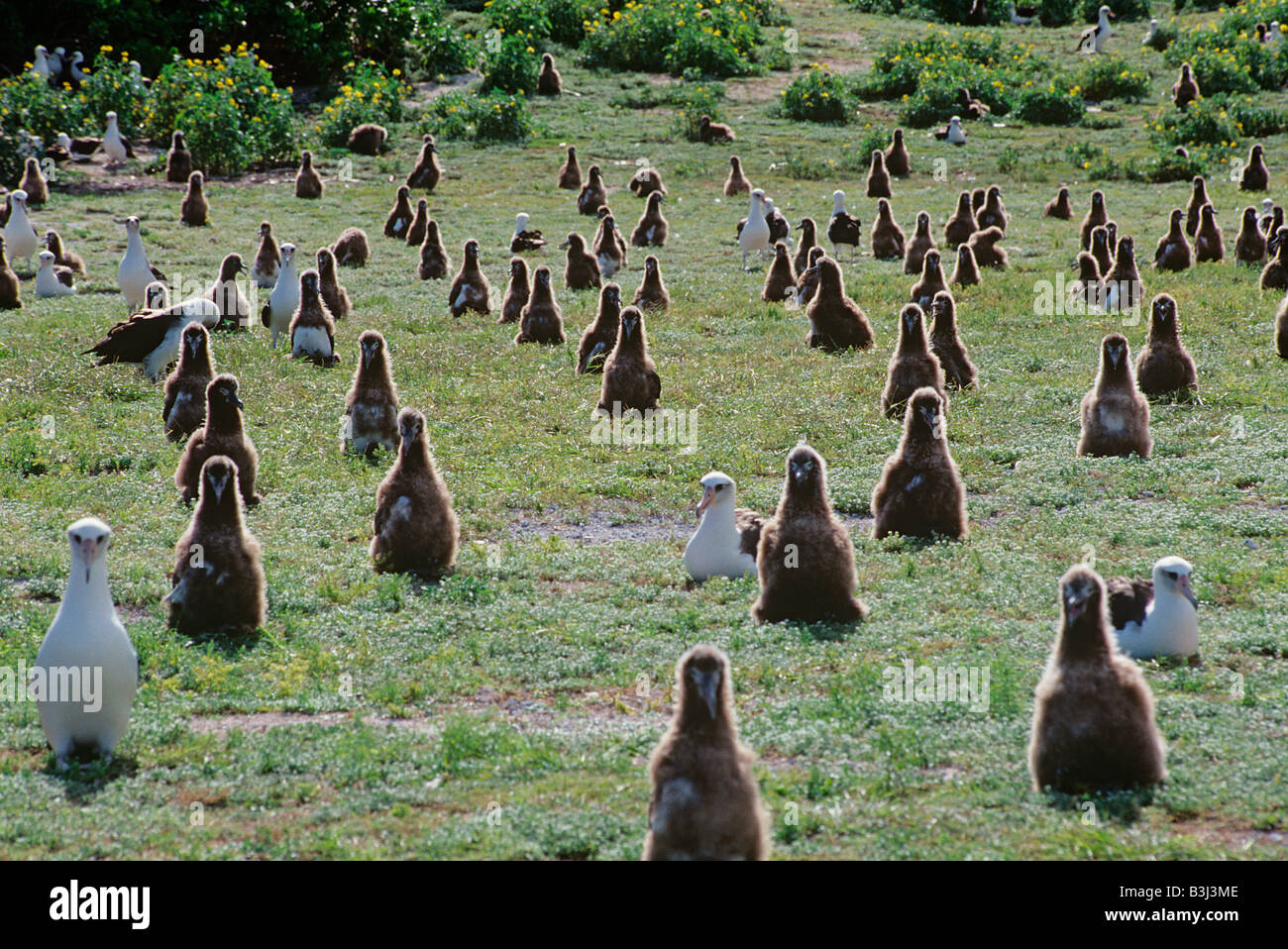 Les poussins d'albatros de Laysan attendre que les parents à revenir avec de la nourriture l'atoll de Midway Banque D'Images