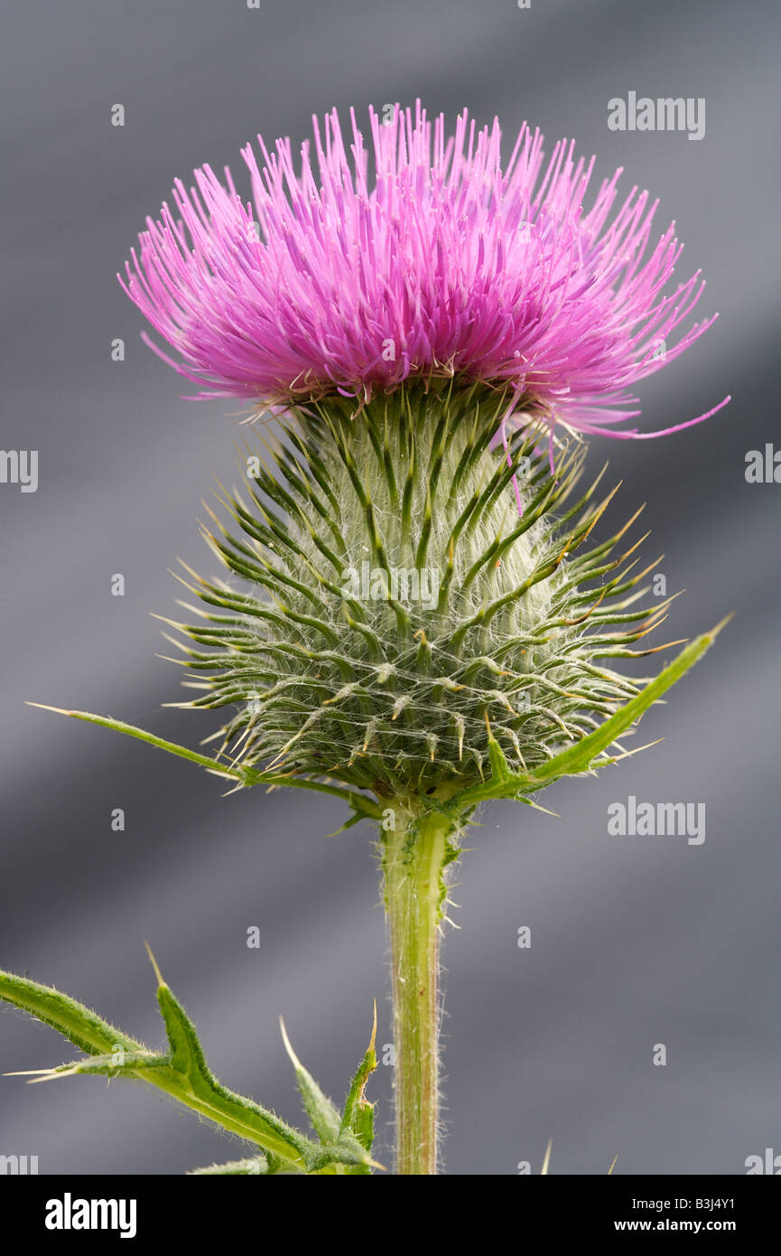 Un chardon de floraison Banque D'Images