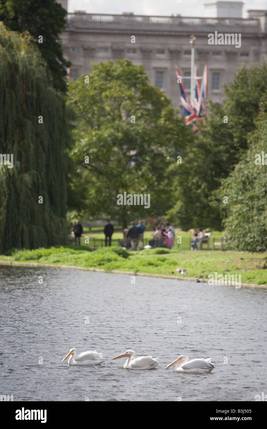 Palette de pélicans dans les eaux de St James's Park avec le palais de Buckingham et l'Union Jack drapeaux dans l'arrière-plan Banque D'Images
