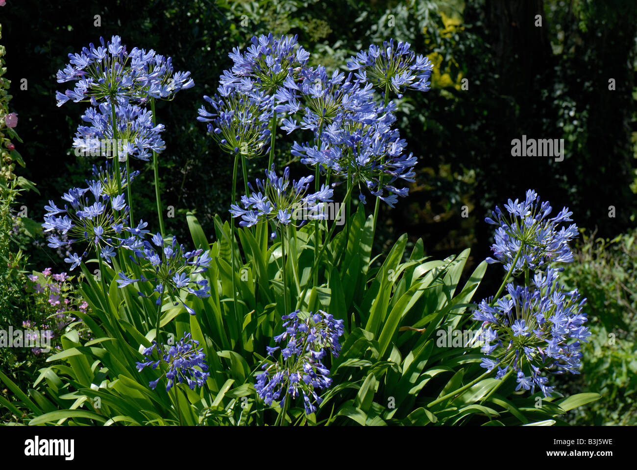 Agapanthus africanus African blue lily fleurs retour allumé dans un jardin Banque D'Images