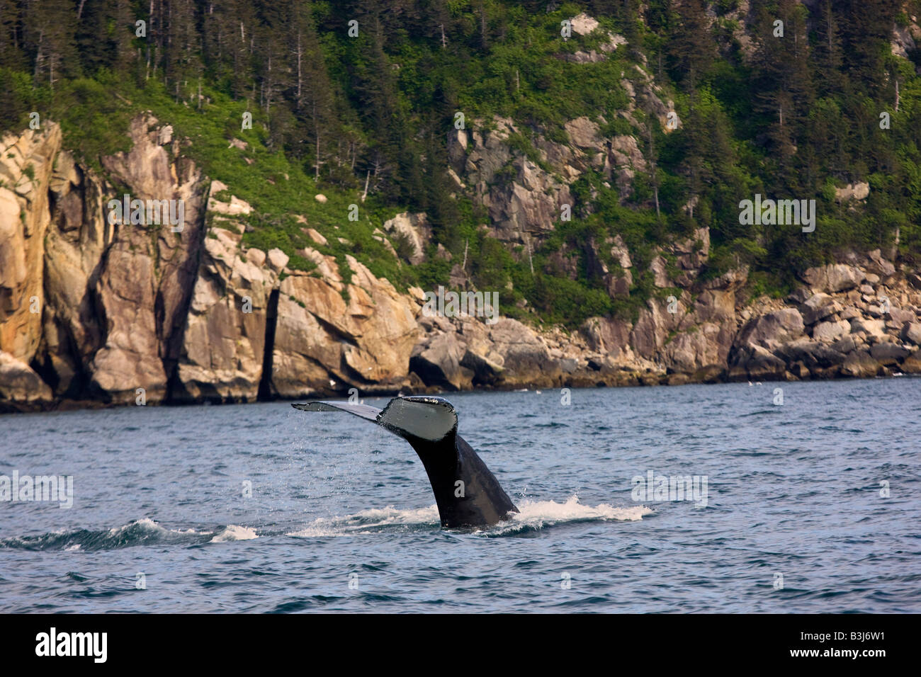 Baleine à bosse Kenai Fjords National Park près de Seward Alaska Banque D'Images