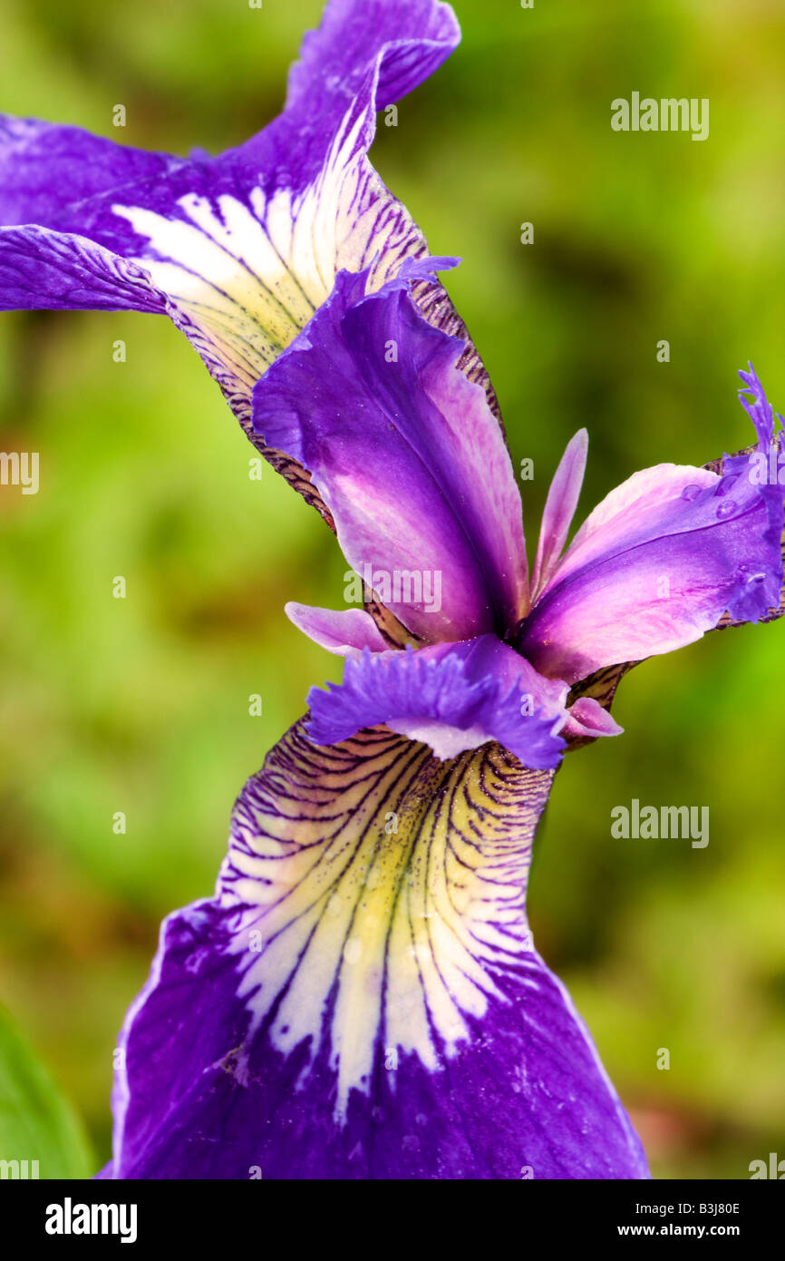 Iris sauvages près de la Forêt Nationale de Chugach ALASKA Seward Banque D'Images