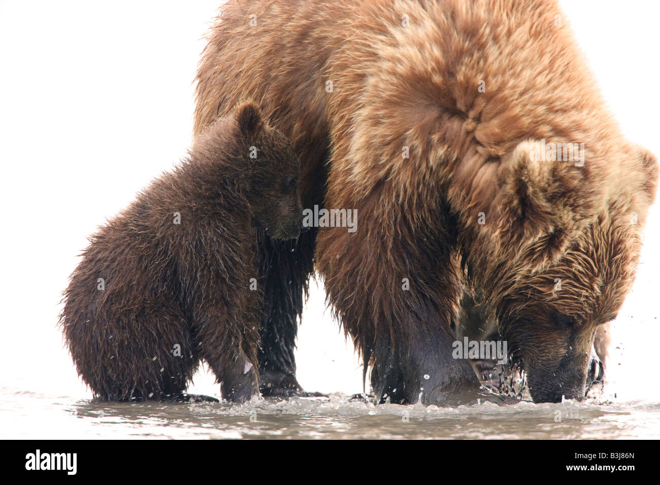 Un Grizzly sow avec oursons Lake Clark National Park Alaska Banque D'Images