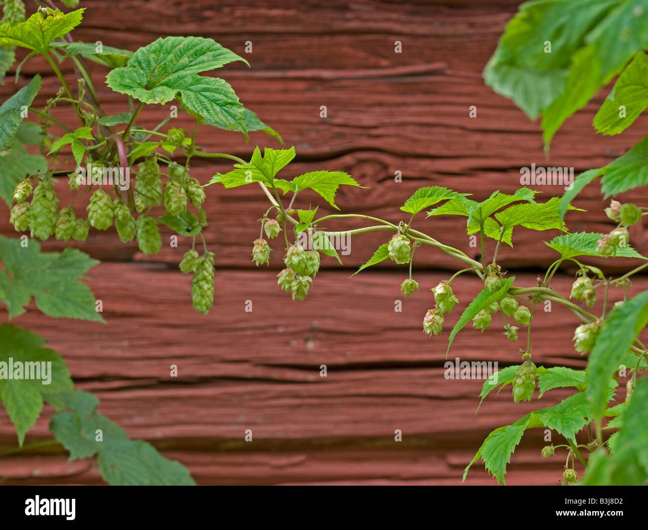 Humulus lupulus houblon commun avec les cônes de fleurs de houblon plante grimpante Cannabaceae famille avec un bloc rouge hut en arrière-plan Banque D'Images