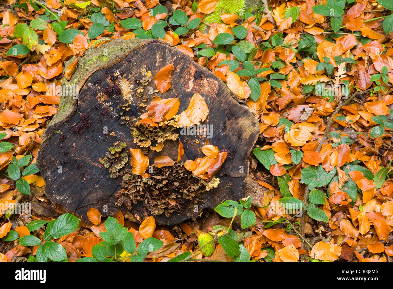 Détail de l'automne de feuilles et de souche d'arbre à bois Kirk une ancienne sur le bois à Romiley Chadkirk Estate Banque D'Images