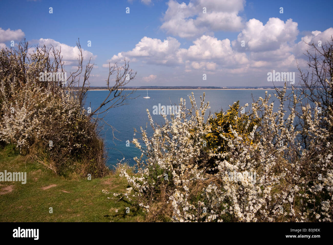 Prunellier, Bush Studland, à l'île de Purbeck, Baie de Poole, Dorset, UK Banque D'Images Prunellier, Bush Studland, à l'île de Purbeck, Baie de Poole, Dorset, UK Banque D'Images