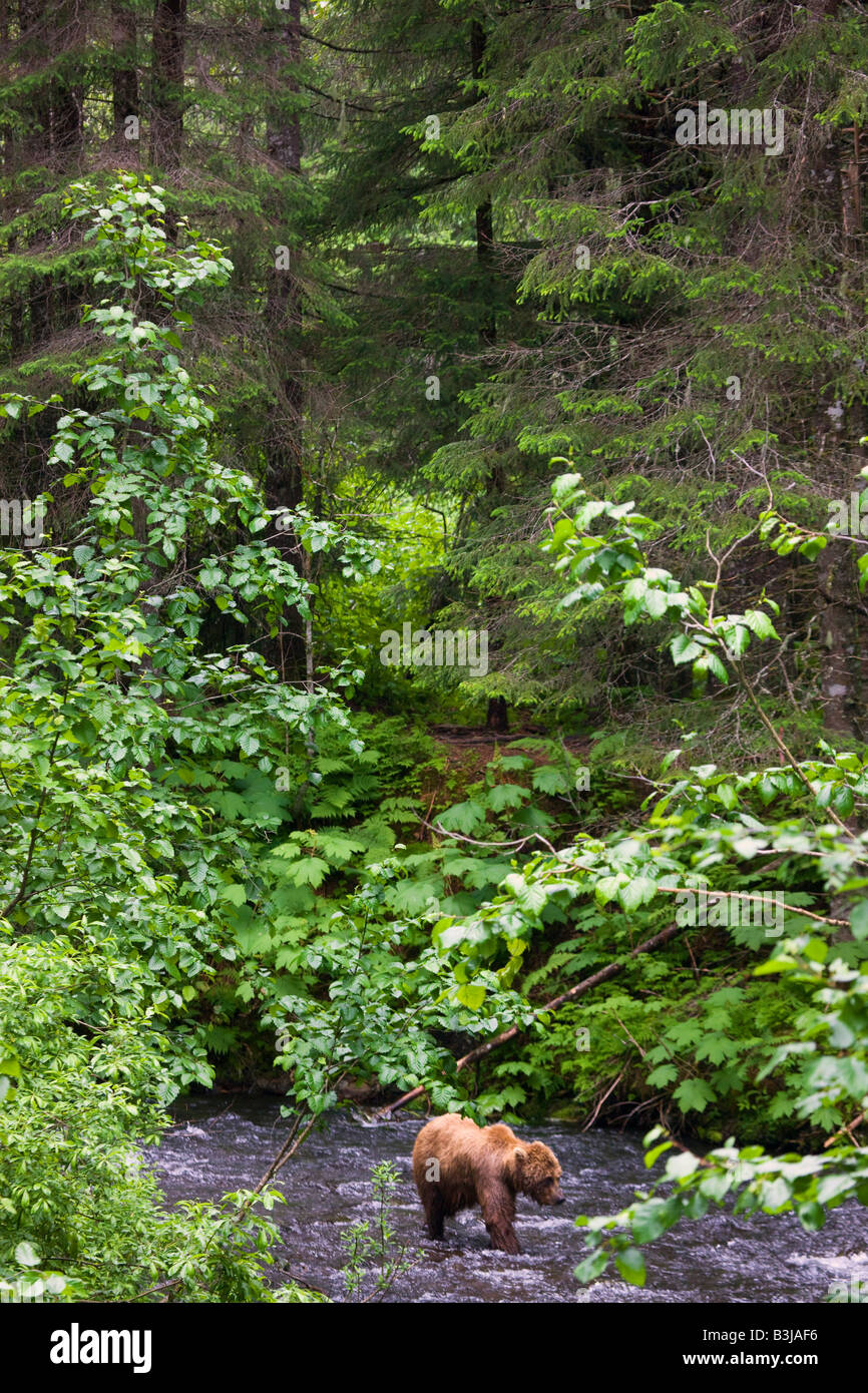 Un grizzli brun ou près de la Forêt Nationale de Chugach ALASKA Seward Banque D'Images