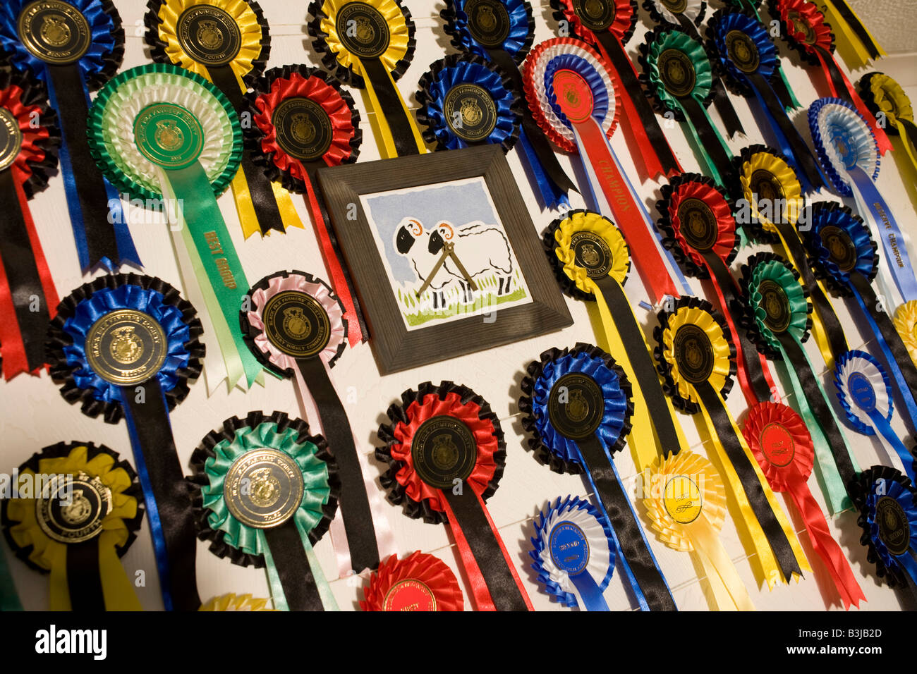 Les rosettes et les succès des moutons Blackface compétitions sur la cheminée et le mur de l'obtenteur et crofters, île de Skye Banque D'Images