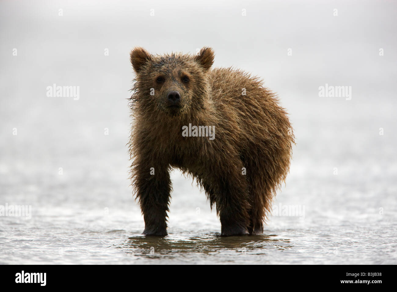 Une couleur brune ou Grizzly Bear cub Lake Clark National Park Alaska Banque D'Images