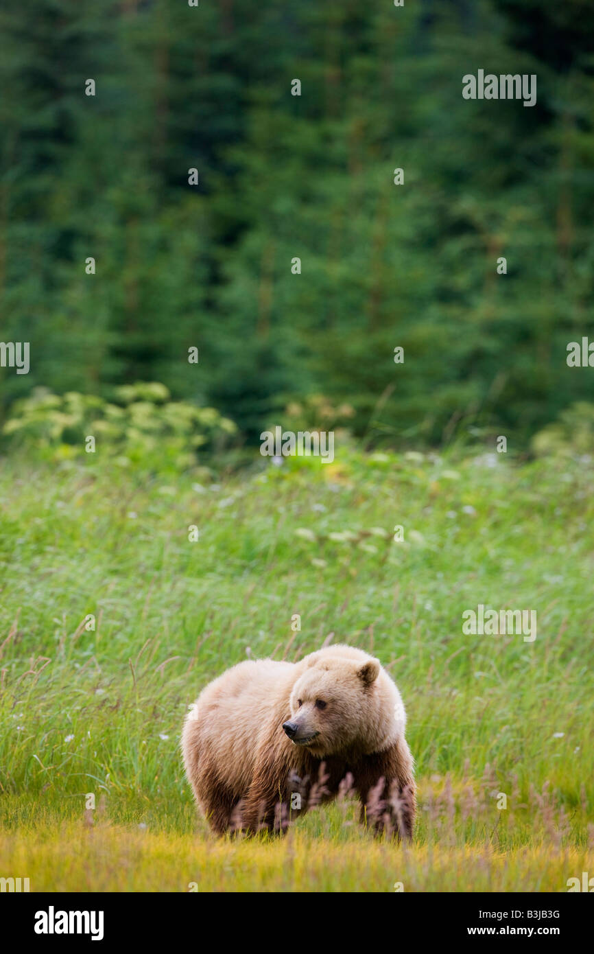 Une couleur brune ou Grizzly Bear Lake Clark National Park Alaska Banque D'Images