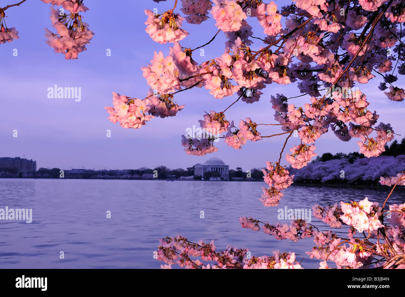 Les cerisiers en fleurs à Washington DC avec le Jefferson Memorial à l'arrière-plan Banque D'Images