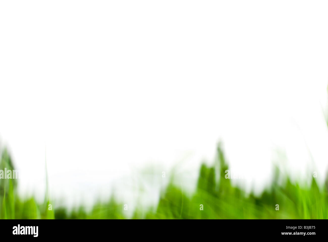 L'herbe verte et ouverte, l'espace blanc. L'image est floue. Banque D'Images