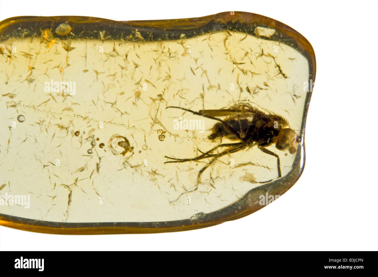Fly préhistoriques conservés dans l'ambre baltique lituanienne Banque D'Images