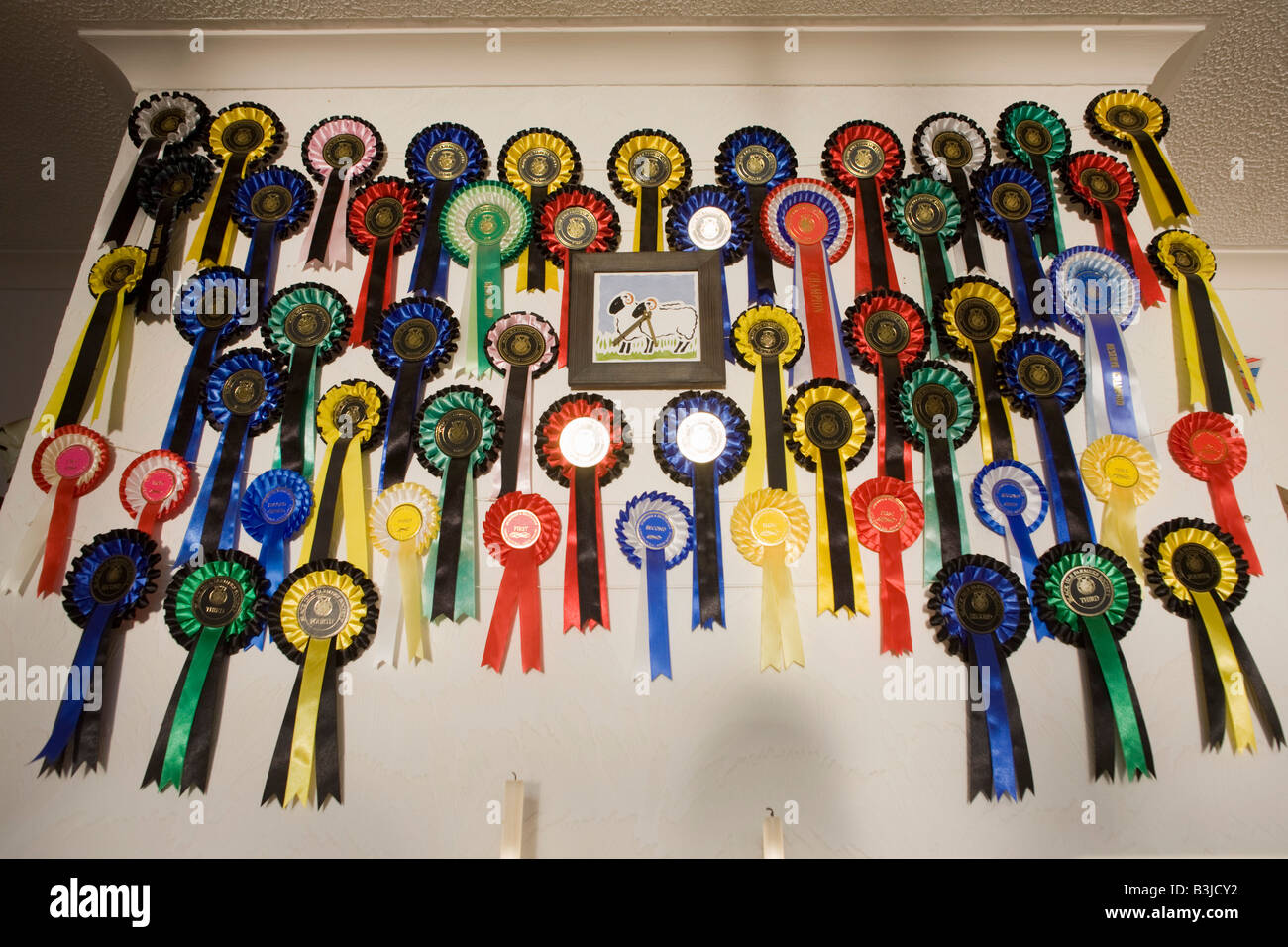 Les rosettes et les succès des moutons Blackface compétitions sur la cheminée et le mur de l'obtenteur et crofters, île de Skye Banque D'Images