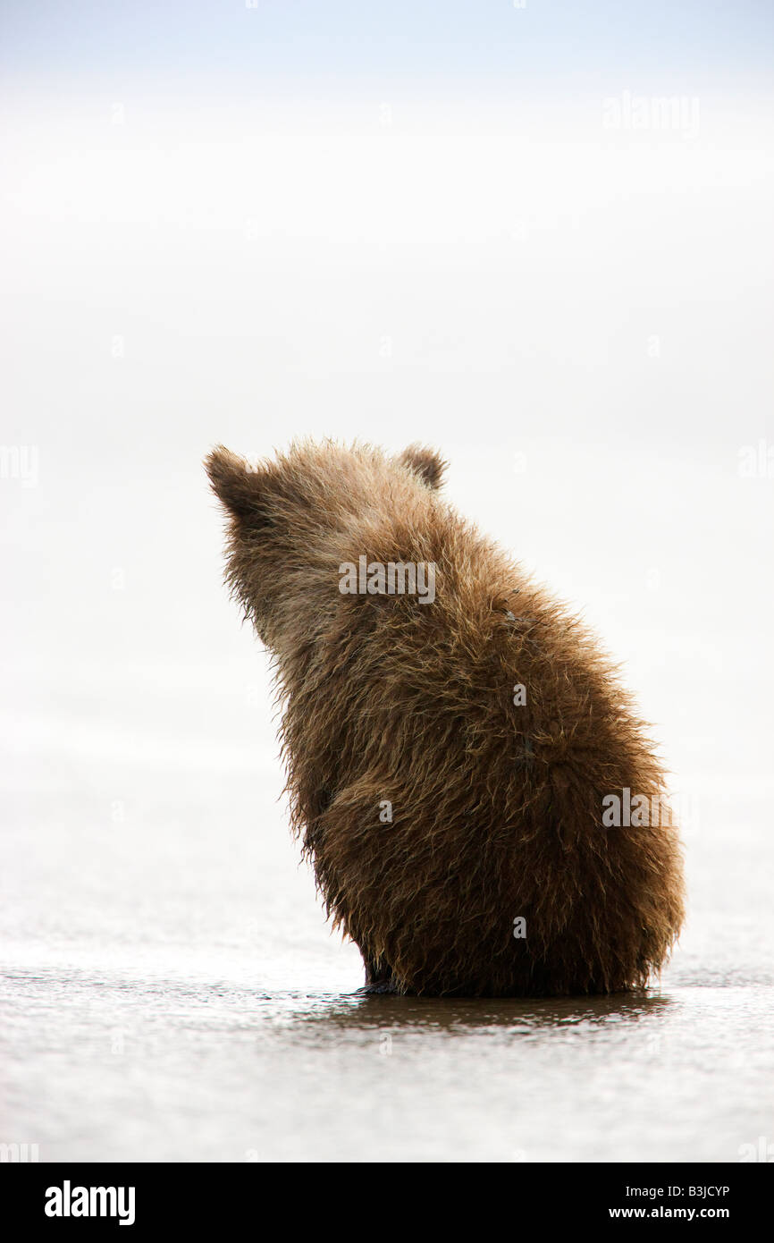 Une couleur brune ou Grizzly Bear cub Lake Clark National Park Alaska Banque D'Images