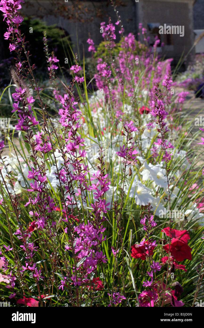 Les plantations d'agrément MUNICIPAL À CHAUMONT Loir et Cher 41 EN UTILISANT Gaura lindheimeri PÉTUNIA ET LYTHRUM VIRGATUM Banque D'Images