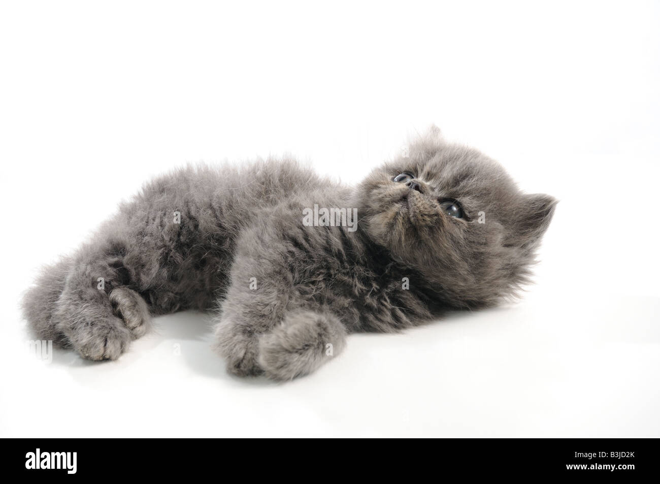 Portrait de petit chat persan isolated over white Banque D'Images