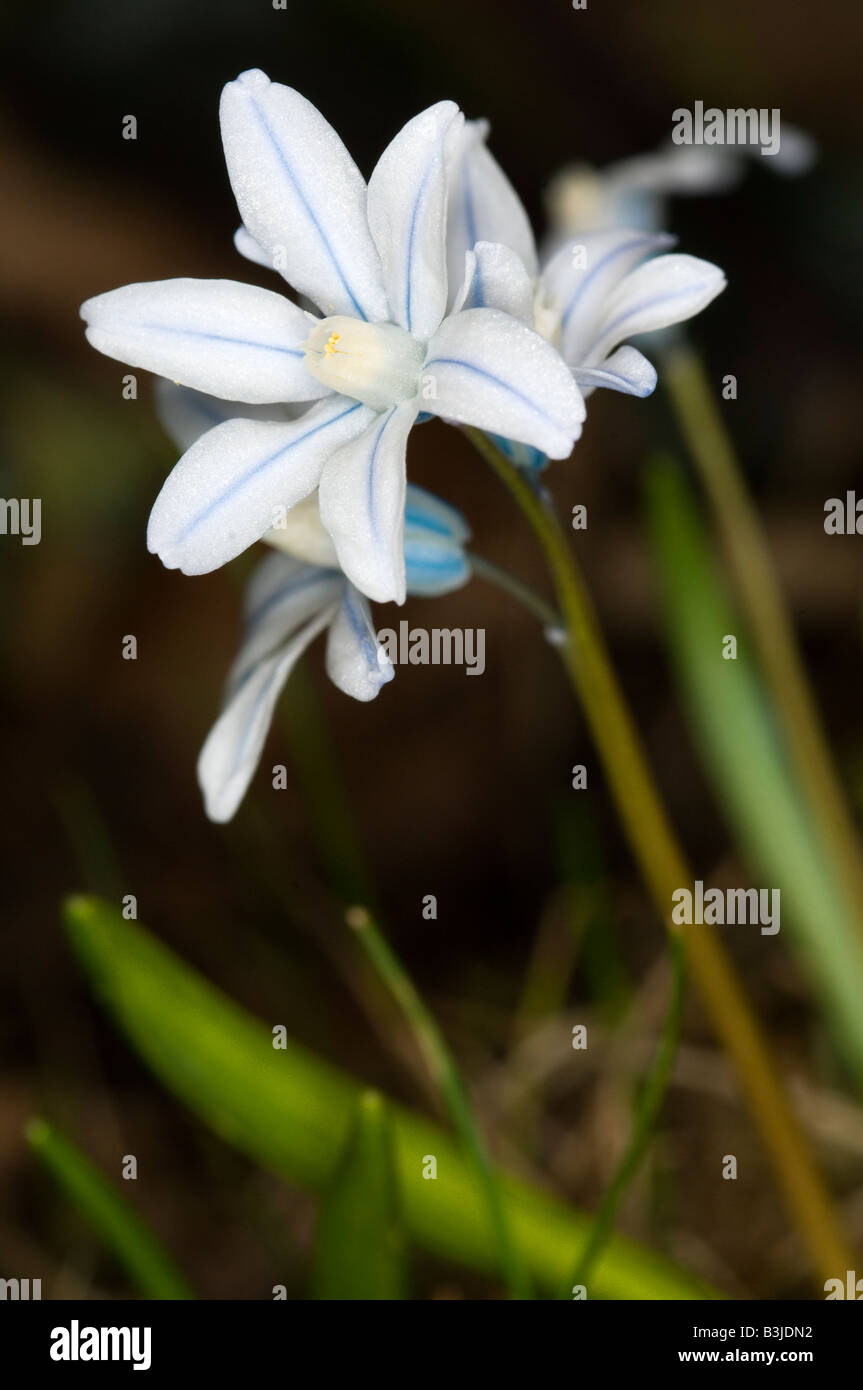 Libre des Sibériens Squill Scilla sibirica Banque D'Images