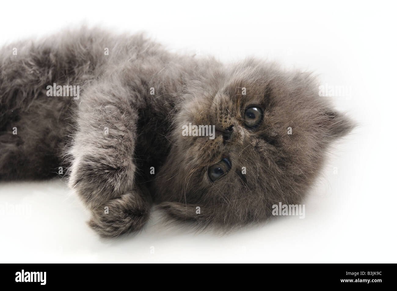 Portrait de petit chat persan isolated over white Banque D'Images