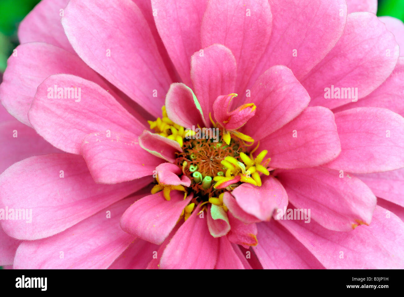 Fleur ROSE ZINNIA ELEGANS CLOSE UP Banque D'Images