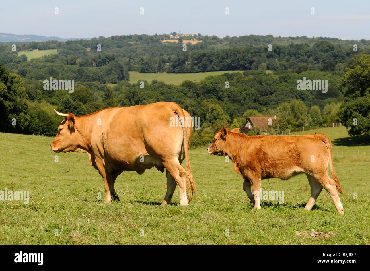 Un troupeau de vaches dans la Corrèze, région du centre de la France célèbre pour la qualité de sa viande de vache. Ces vaches sont connus comme les limousines Banque D'Images