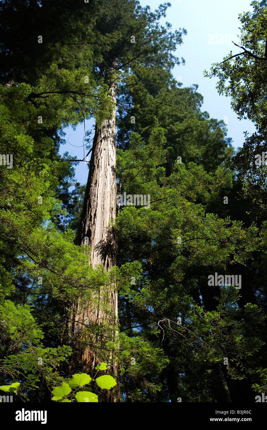 Séquoias côtiers dans la région de Armstrong State Park dans le Nord de la Californie Banque D'Images