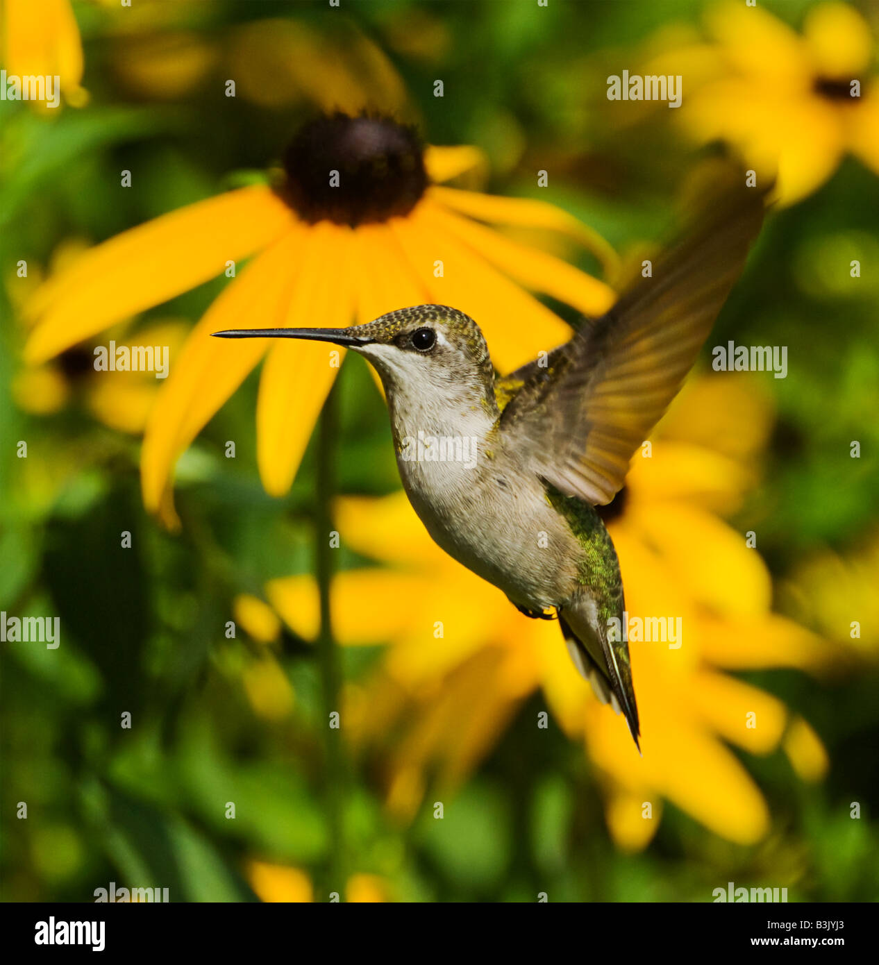 Un Ruby-Throated Hummingbird plane devant certains Susans Black Eyed. Banque D'Images