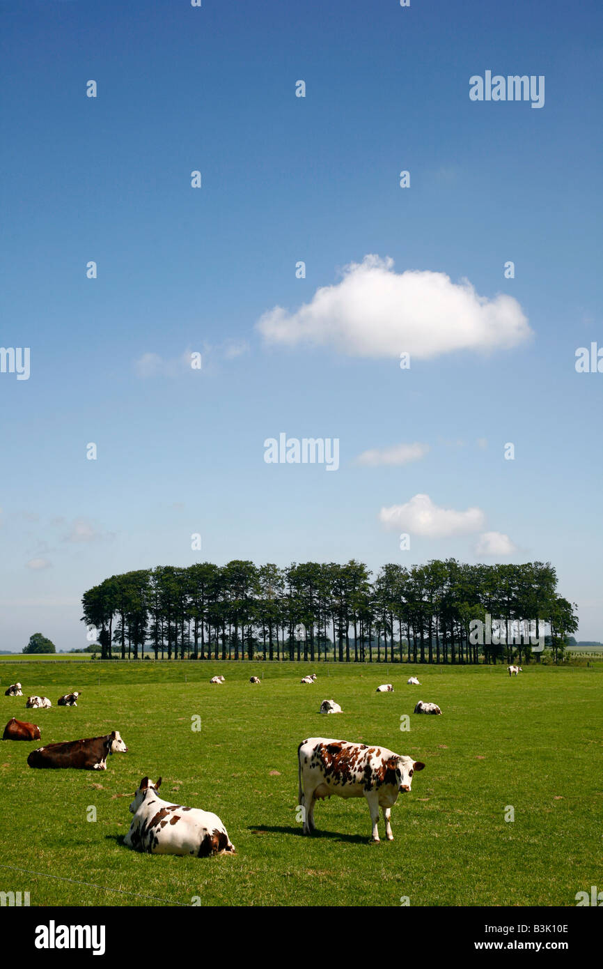 Juillet 2008 - vaches dans un champ en Normandie France Banque D'Images