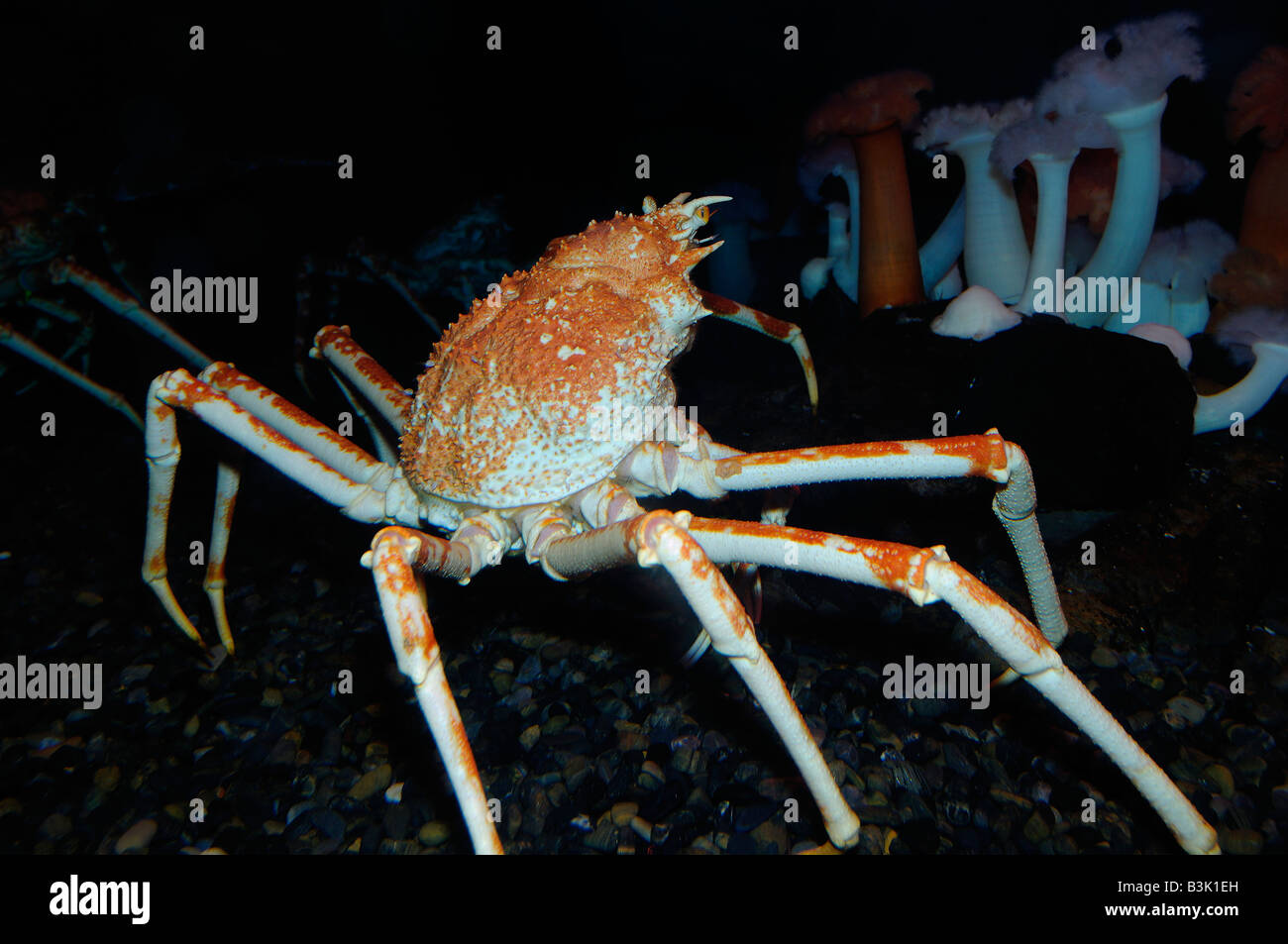 Macrocheira kaempferi crabe araignée japonais prisonnier Banque D'Images