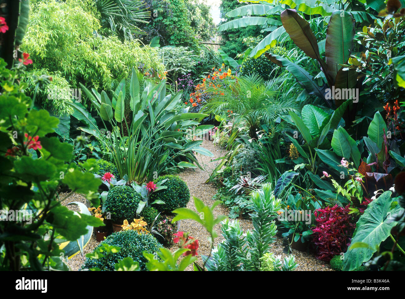 La plantation d'un jardin de style exotique tropical bananier musa