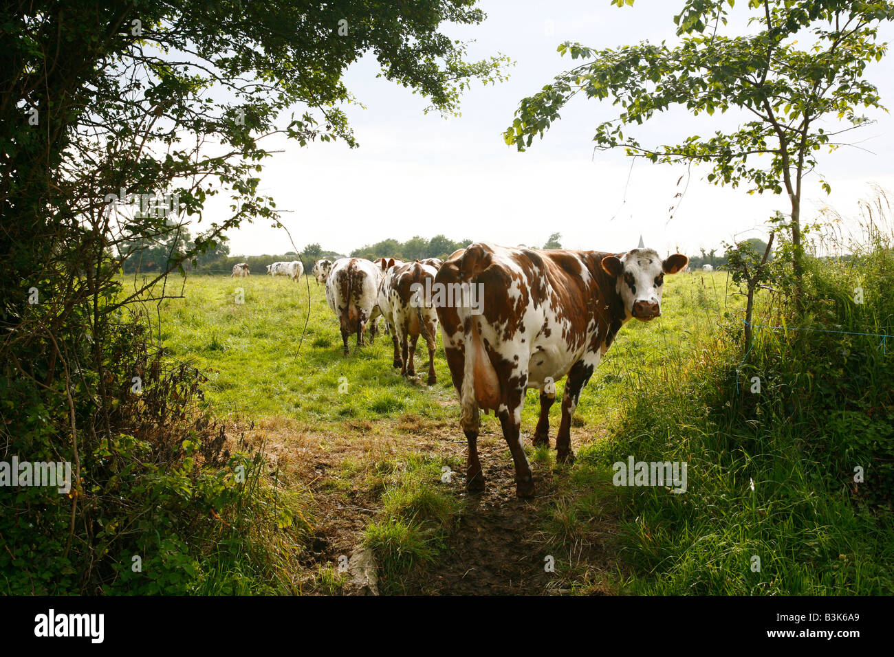 Juillet 2008 - vaches dans un champ en Normandie France Banque D'Images