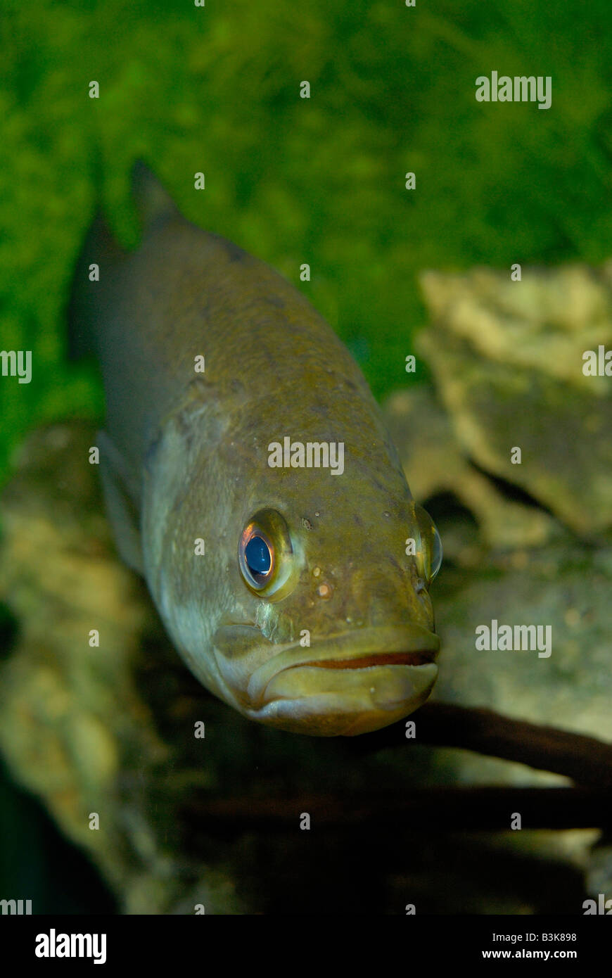 L'achigan à grande bouche Micropterus salmoides Florida Banque D'Images