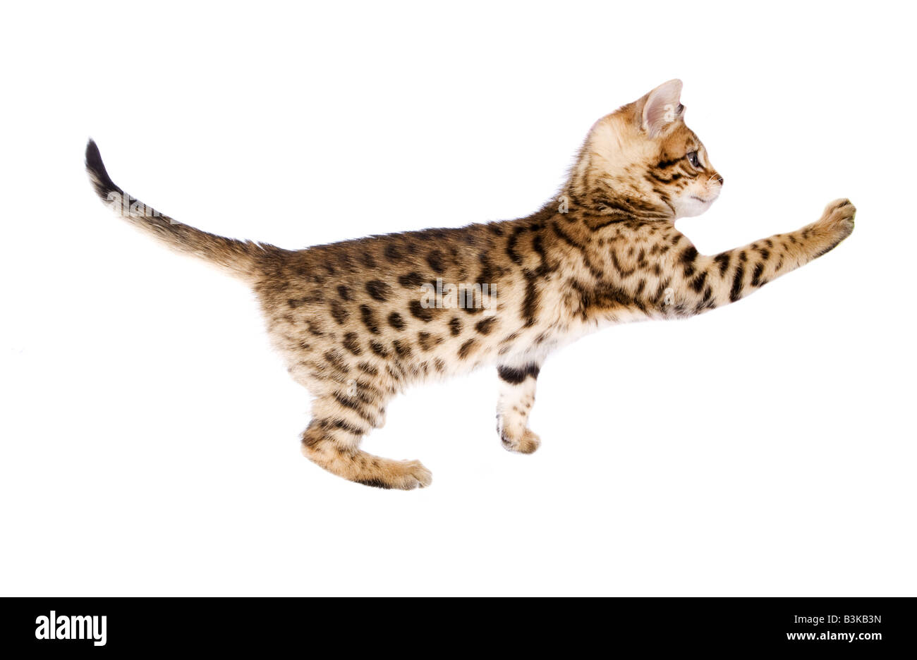 Chatons reaching out paw isolé sur fond Banque D'Images Chatons reaching out paw isolé sur fond Banque D'Images