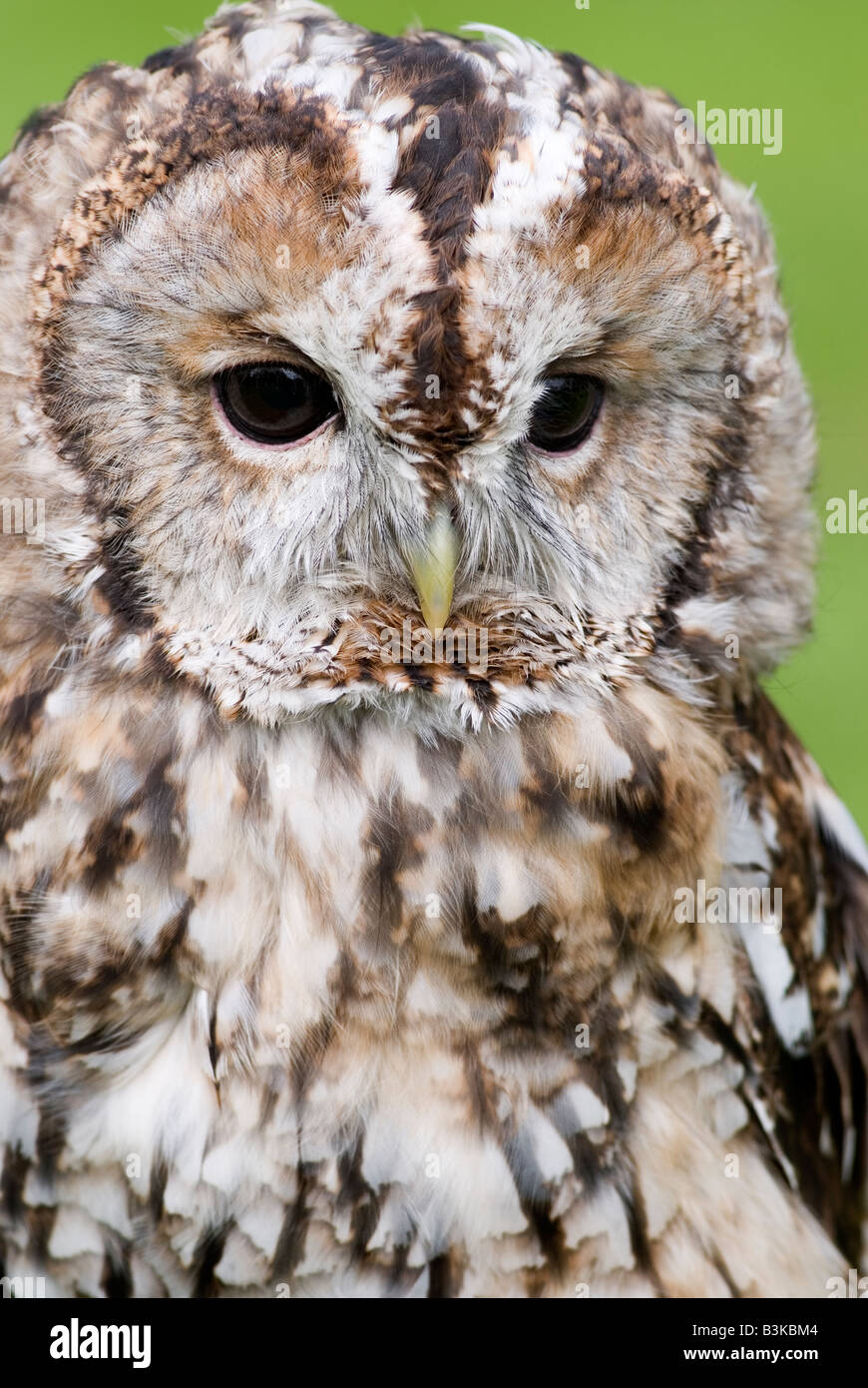 Portrait de Chouette hulotte Banque D'Images