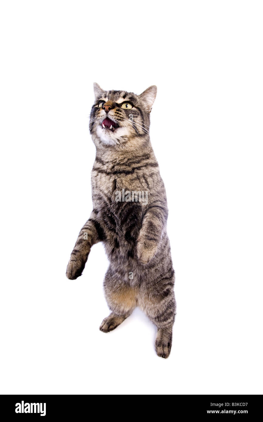 Manx cat debout sur les jambes arrière avec expression drole isolé sur fond blanc Banque D'Images