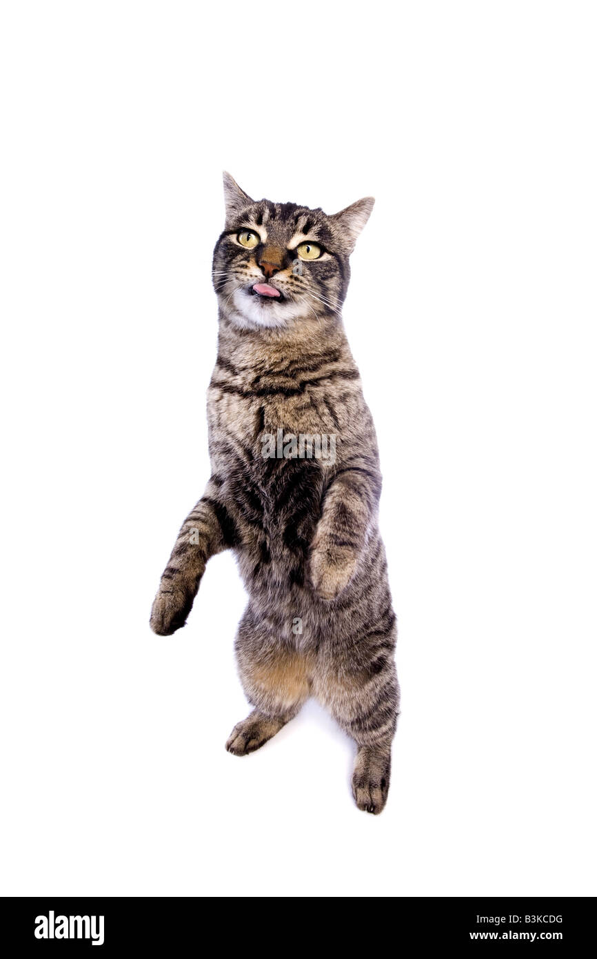 Manx cat debout sur les jambes arrière avec expression drole isolé sur fond blanc Banque D'Images