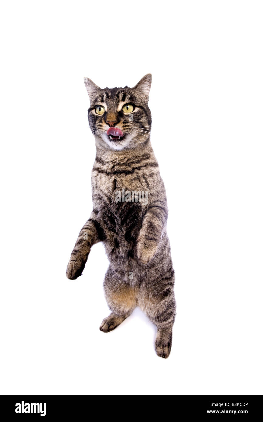 Manx cat debout sur les jambes arrière avec expression drole isolé sur fond blanc Banque D'Images