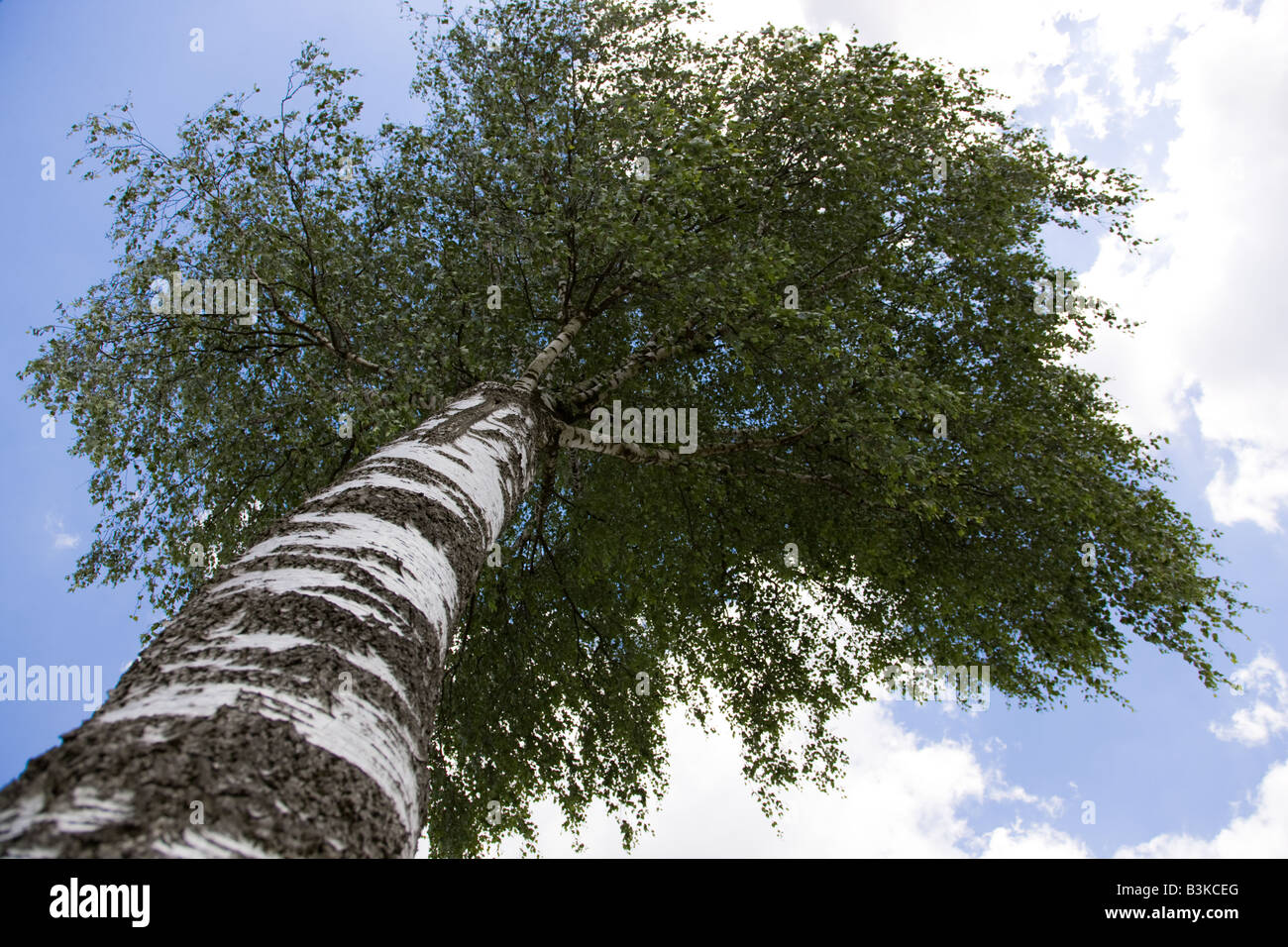 Regardez vers le haut des arbres de bouleau Banque D'Images