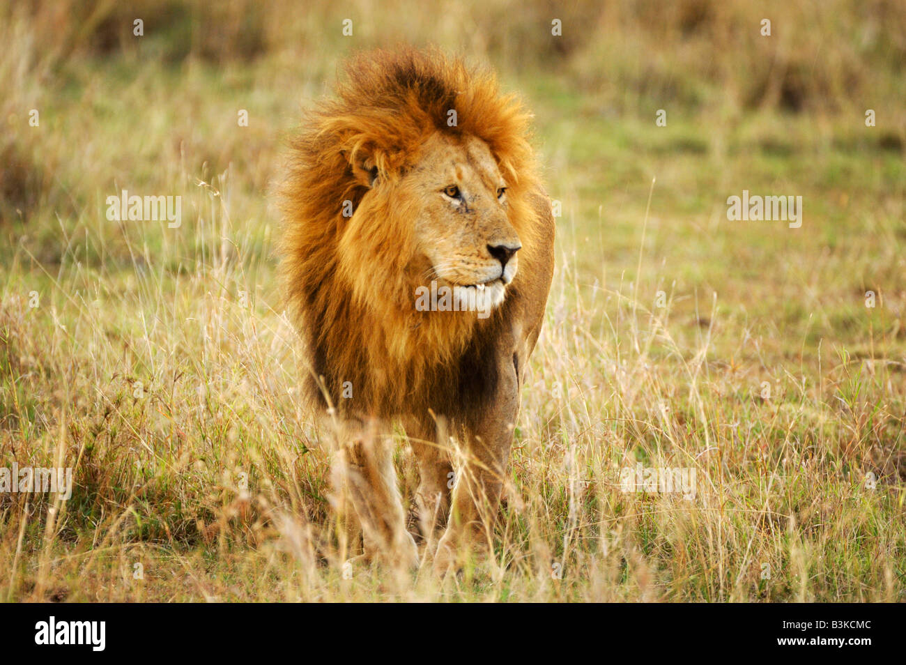 L'African Lion Panthera leo homme Masai Mara, Kenya, Afrique du Sud Banque D'Images