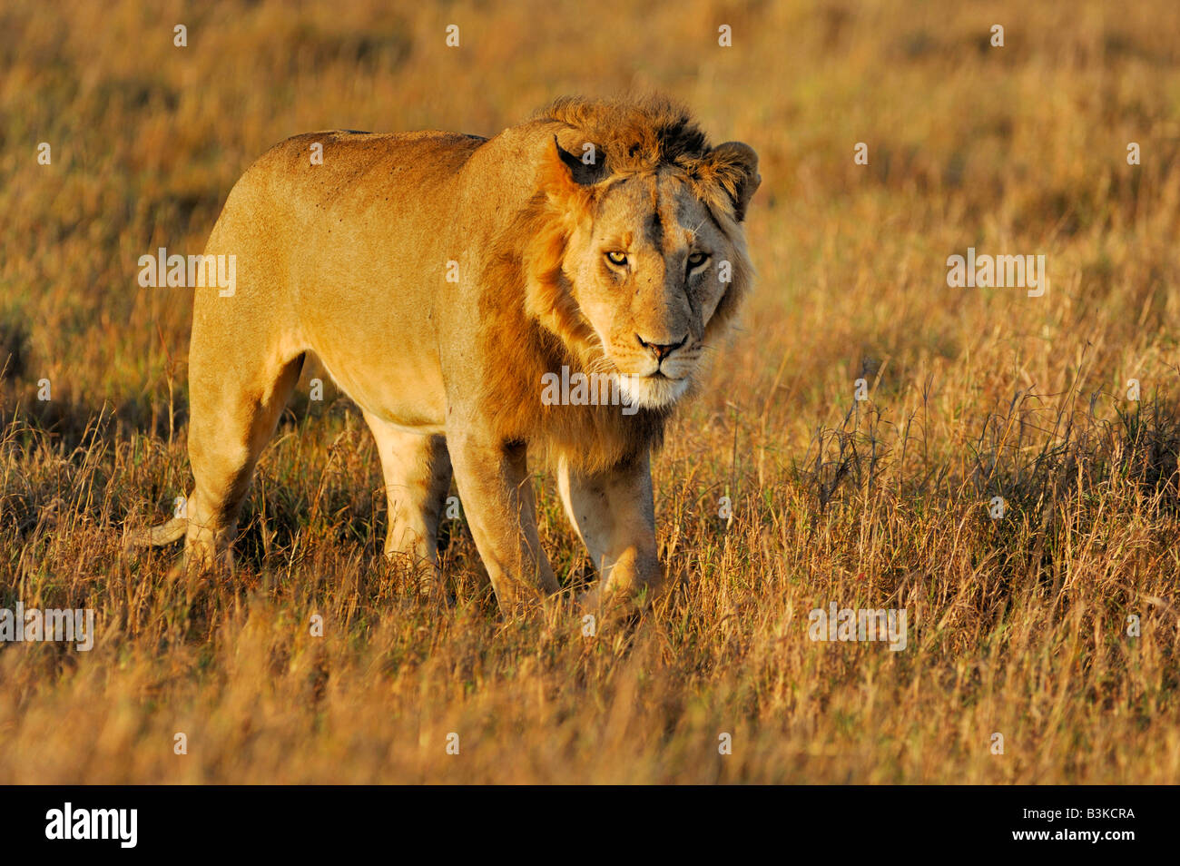 L'African Lion Panthera leo homme Masai Mara, Kenya, Afrique du Sud Banque D'Images