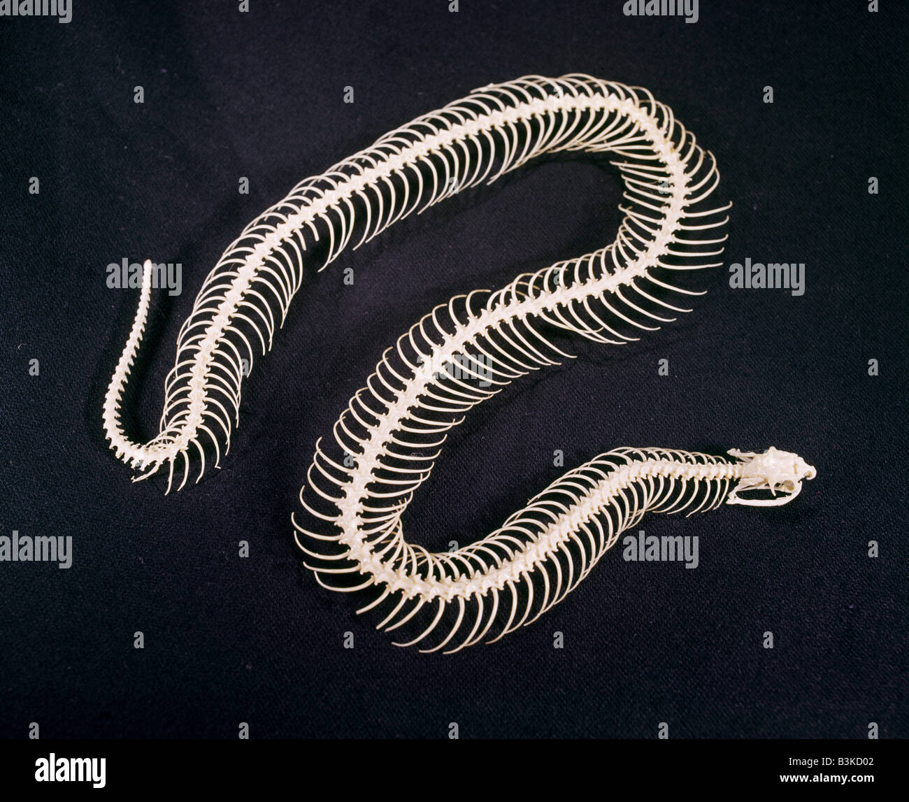 Squelette DE BOUCLIER-NEZ SERPENT (ASPIDALAPS SCUTATUS) Banque D'Images