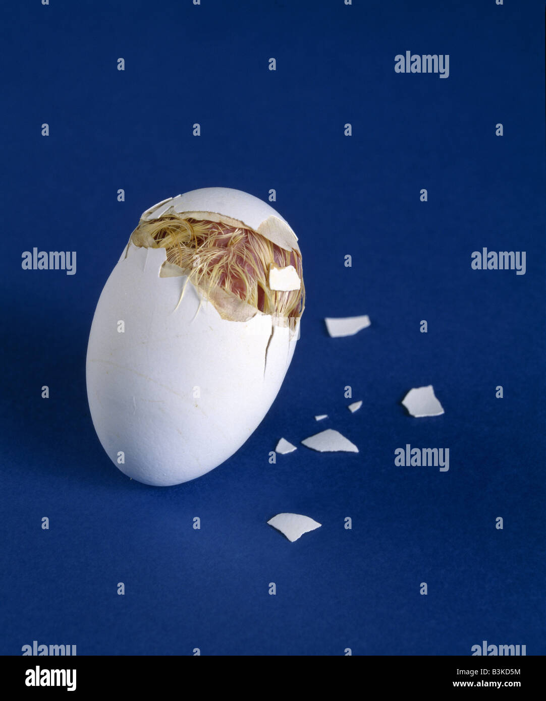 Dent d'ŒUFS D'INCUBATION DE POULET UTILISÉE POUR OUVRIR LA COQUILLE BRIS / STUDIO Banque D'Images