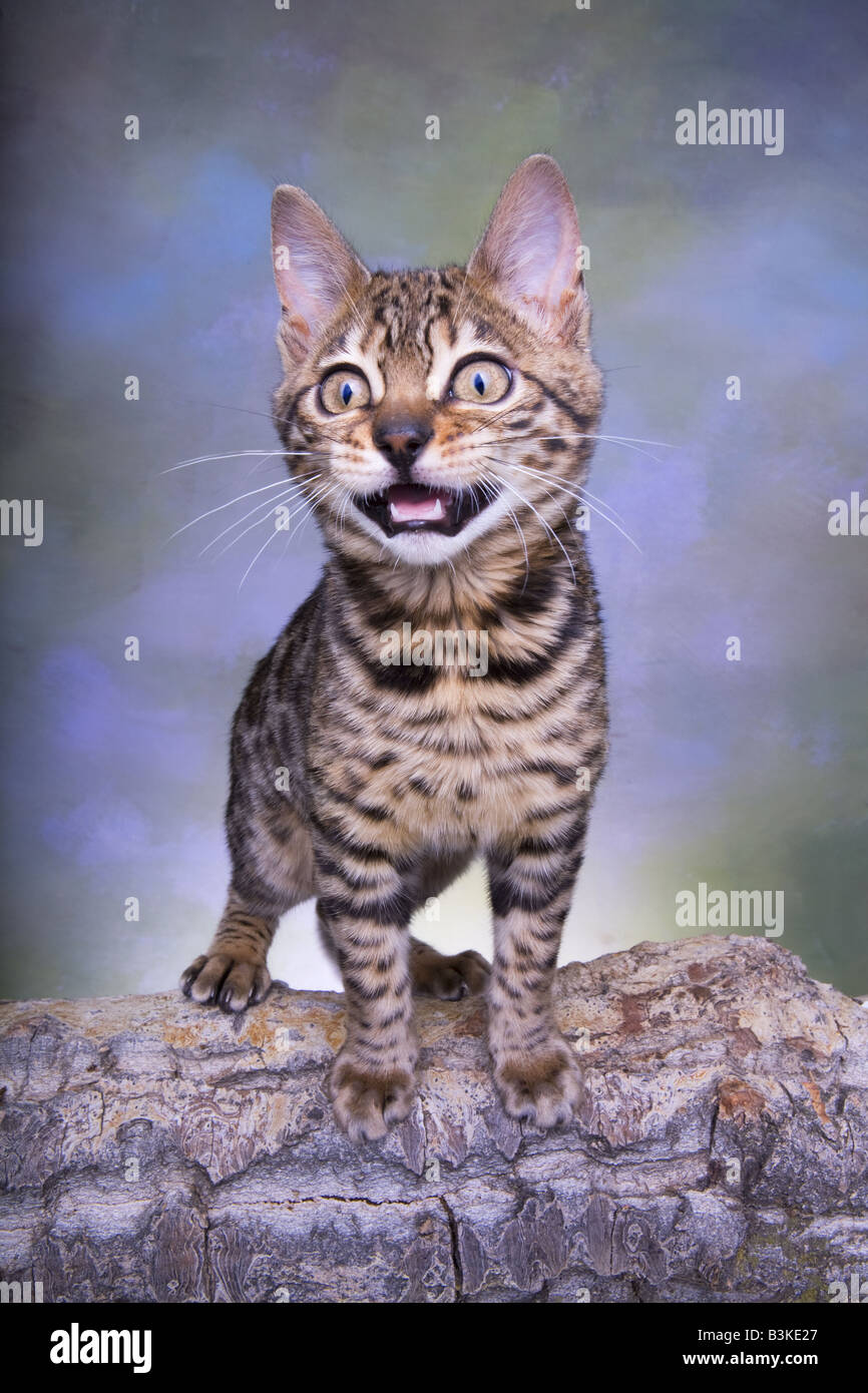 Chatons meowing avec bouche ouverte Banque D'Images Chatons meowing avec bouche ouverte Banque D'Images