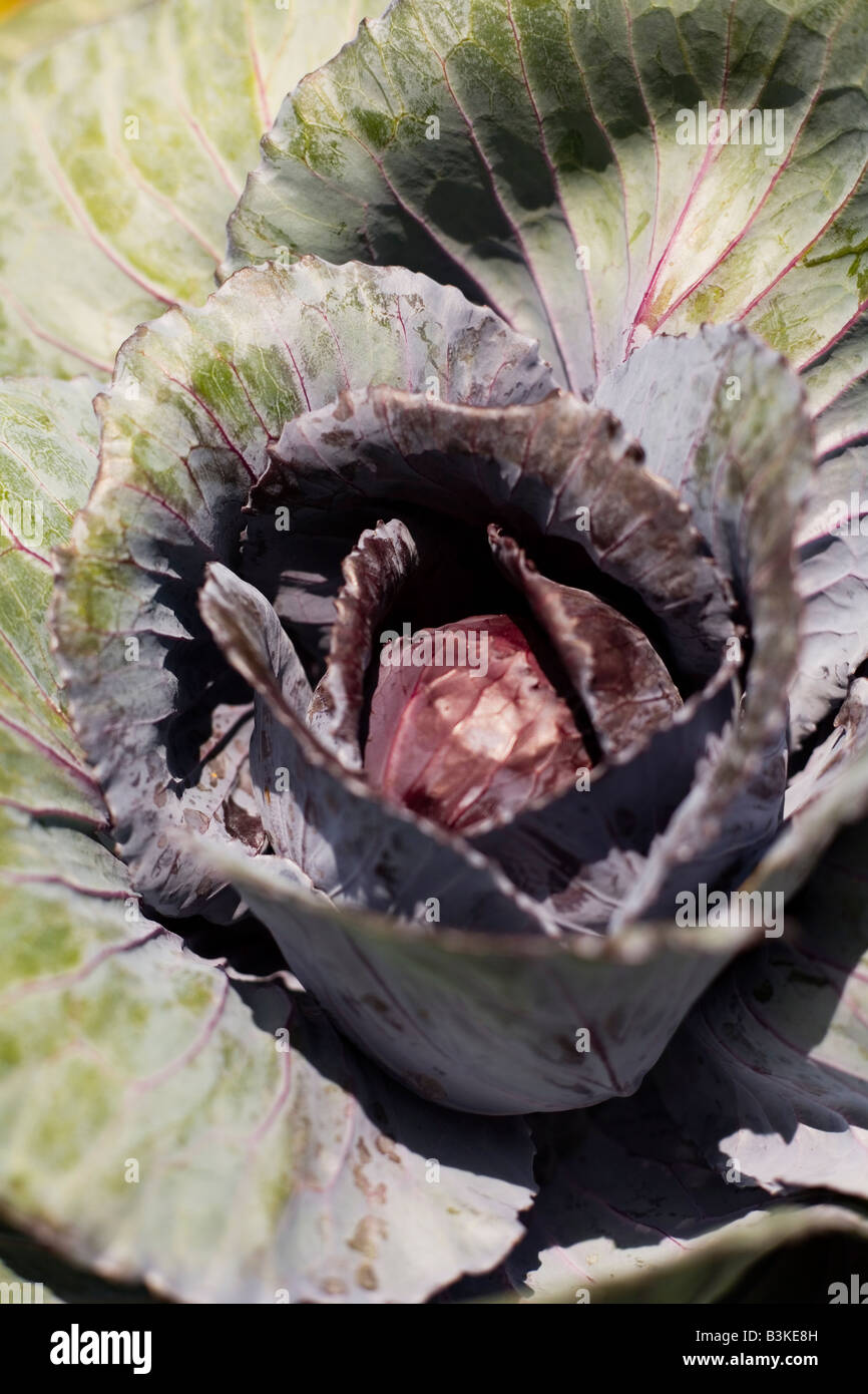 Epcot Flower and Garden Show Epcot Center Walt Disney World Orlando Floride plantes Fleurs Banque D'Images