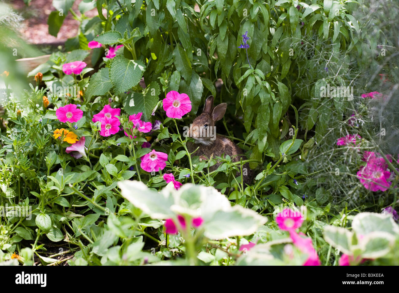 Epcot Flower and Garden Show Epcot Center Walt Disney World Orlando Floride plantes Fleurs Banque D'Images