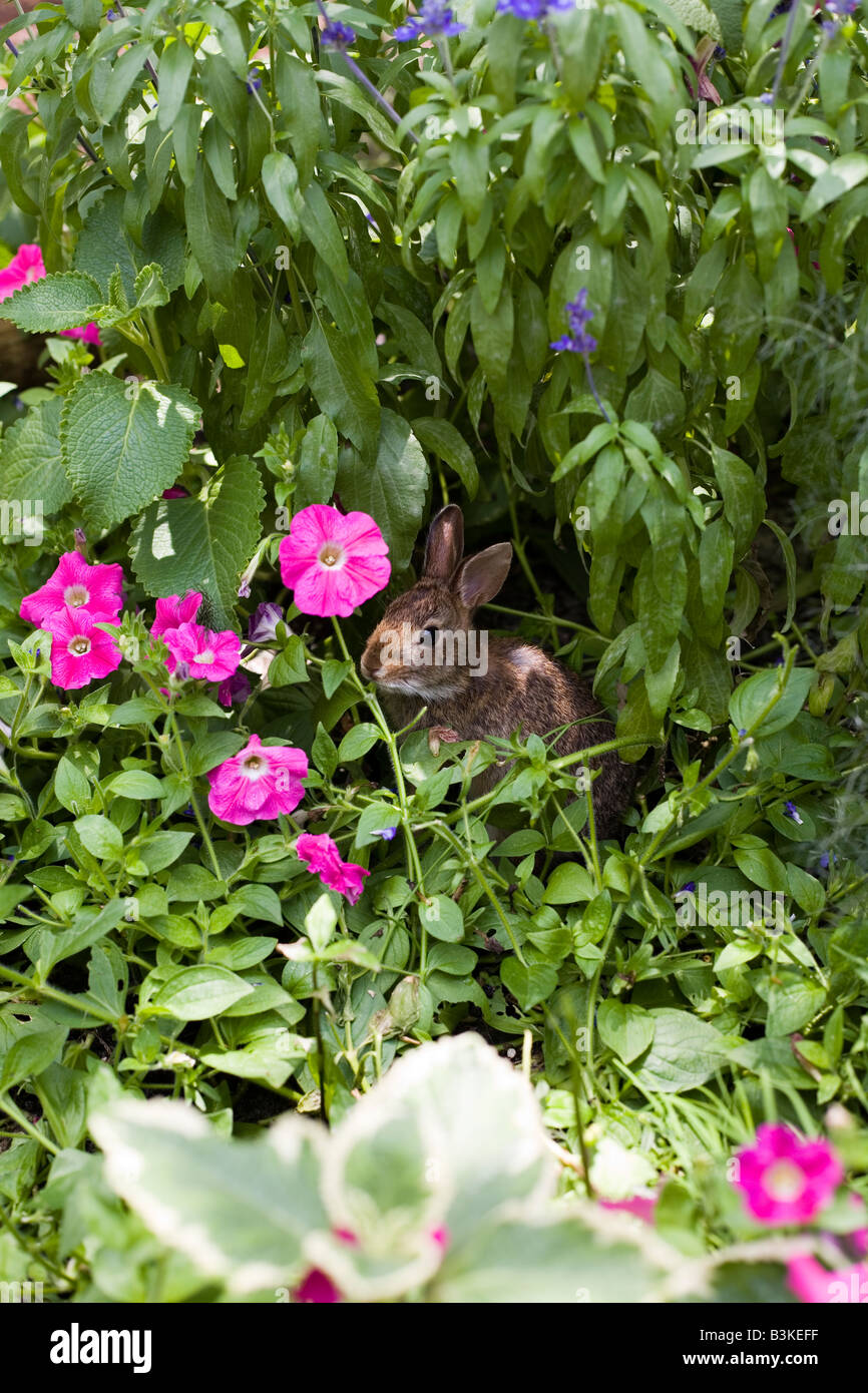 Epcot Flower and Garden Show Epcot Center Walt Disney World Orlando Floride plantes Fleurs Banque D'Images