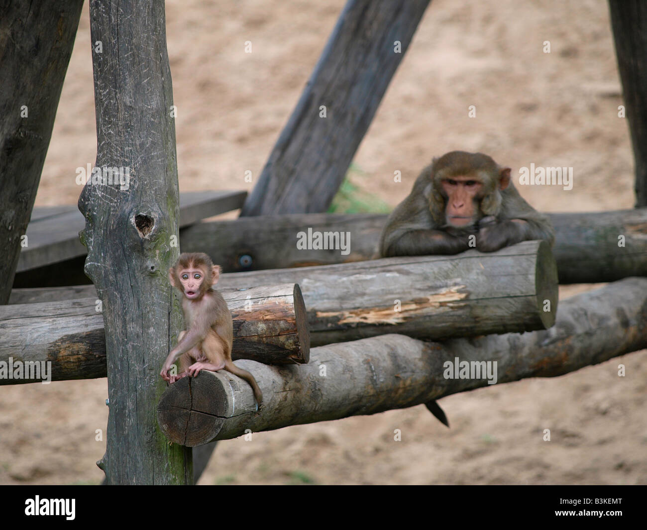 Très mignon bébé singe et sa mère dans le zoo de Beekse Bergen à Hilvarenbeek aux Pays-Bas Banque D'Images