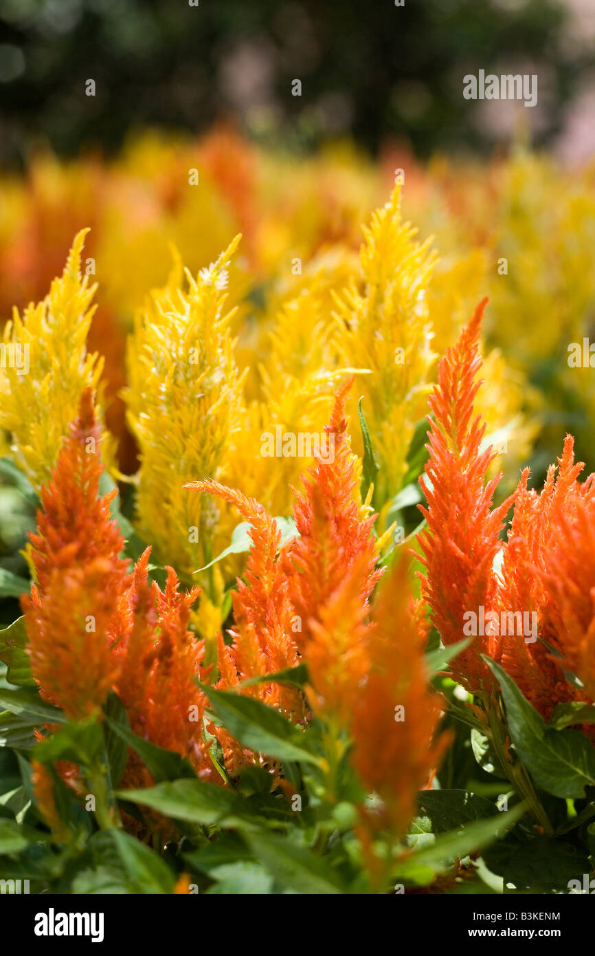 Epcot Flower and Garden Show Epcot Center Walt Disney World Orlando Floride plantes Fleurs Banque D'Images