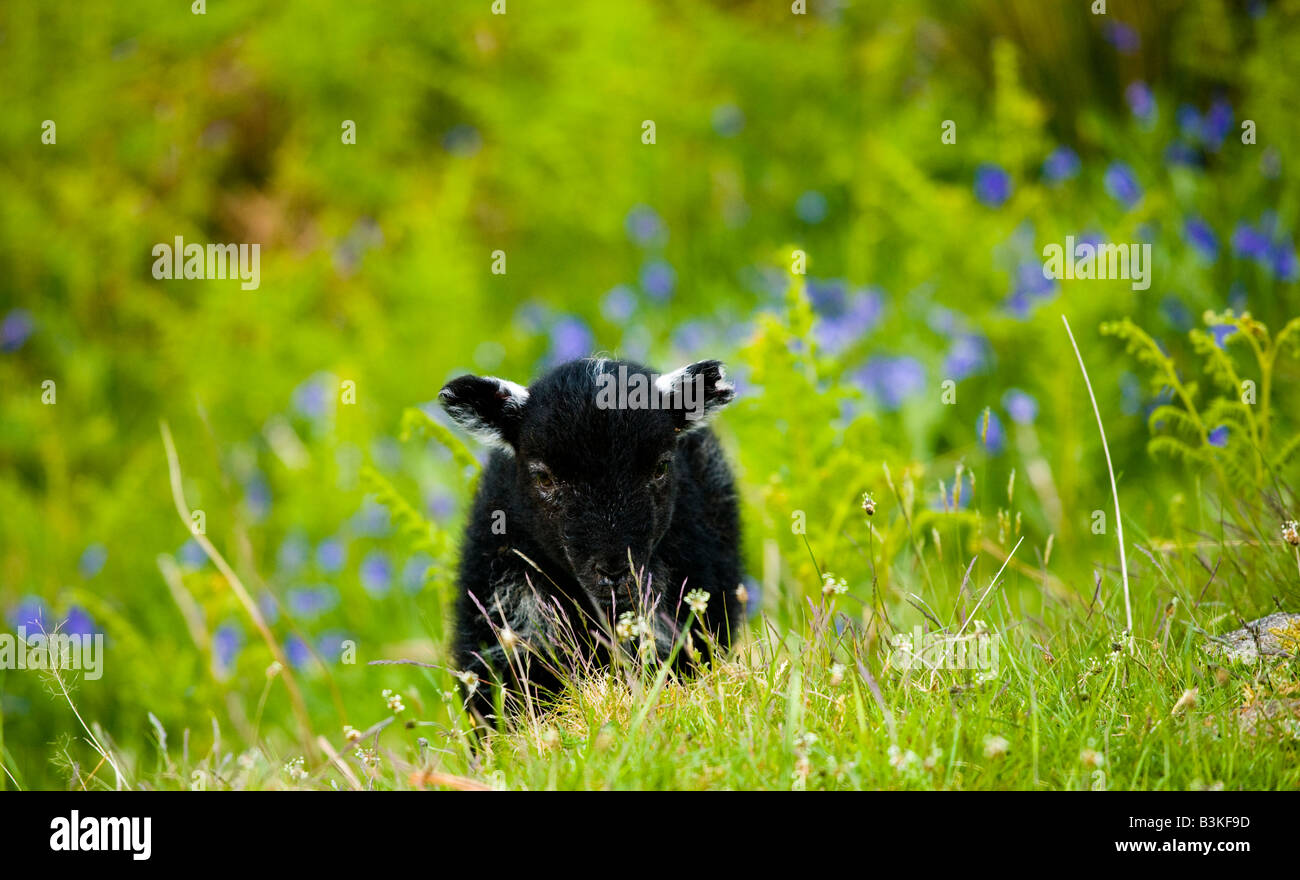 Angleterre Cumbria Lake District National Park Black Lamb et une couverture de bluebells sur une forêt est tombé près de Dunnerdale Banque D'Images