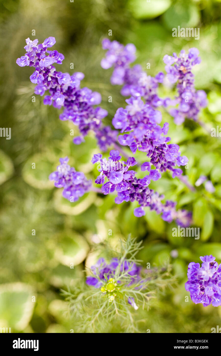 Epcot Flower and Garden Show Epcot Center Walt Disney World Orlando Floride plantes Fleurs Banque D'Images